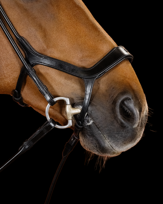 Close-up of a horse's head wearing a bridle on a black background