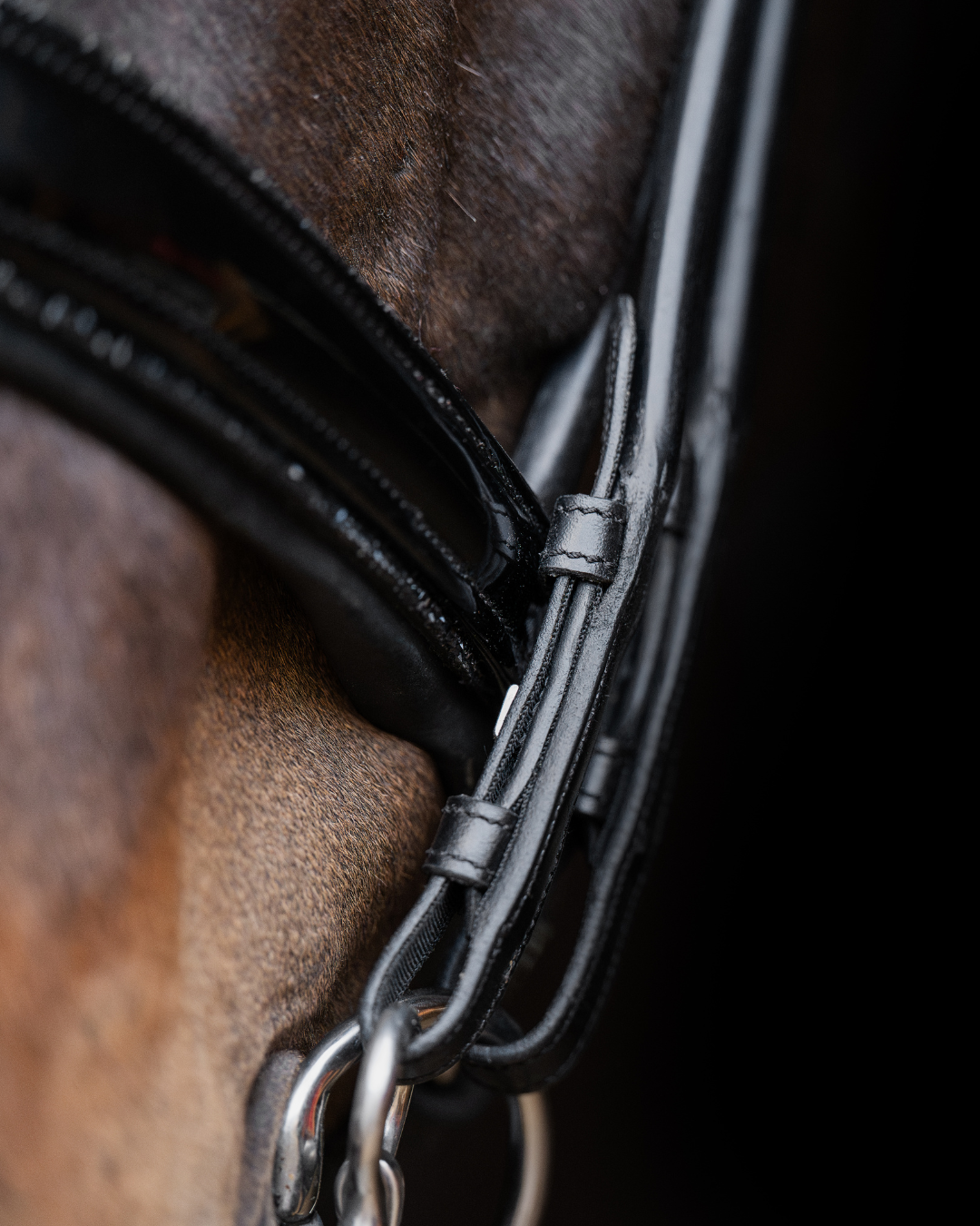 Close-up of a horse's head wearing a bridle with a dark background