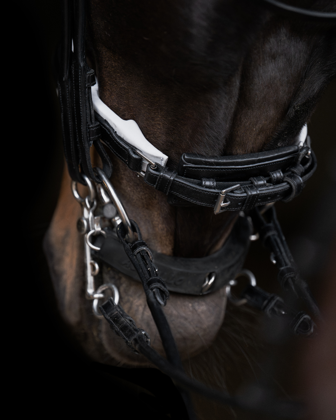 Equemist No. 153 black round-stitched double bridle with white padding