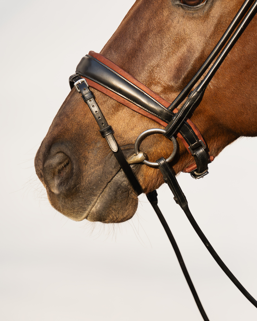 Close-up of a horse's head wearing a bridle on a light gray background