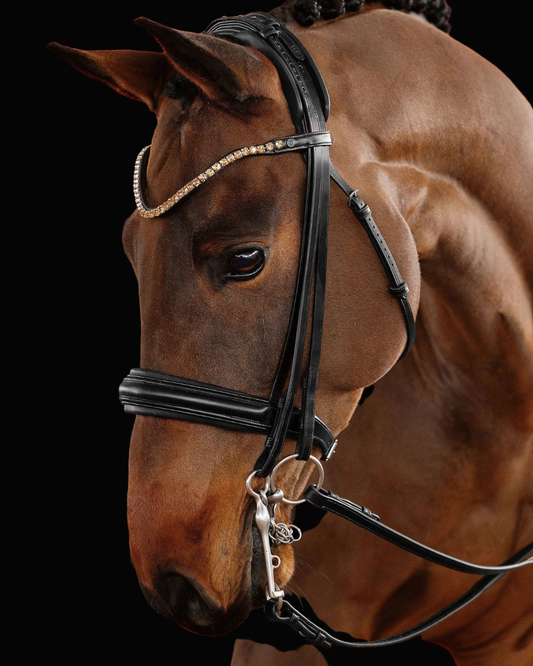 Close-up of a brown horse wearing a bridle on a black background