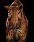 Load image into Gallery viewer, Brown horse wearing a bridle on a black background
