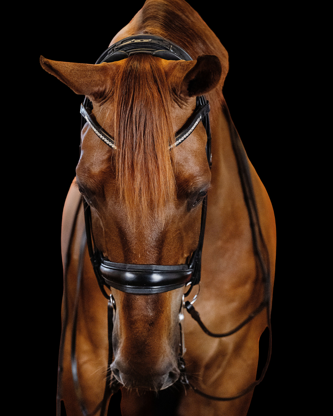 Brown horse wearing a bridle on a black background