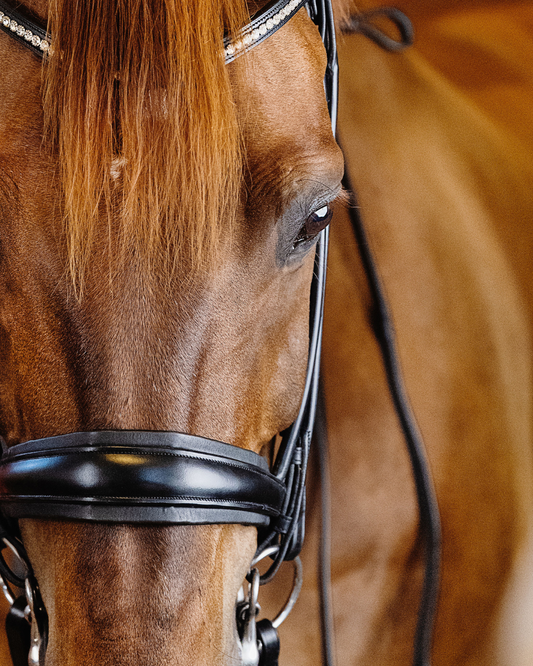 Close-up of a brown horse wearing a bridle