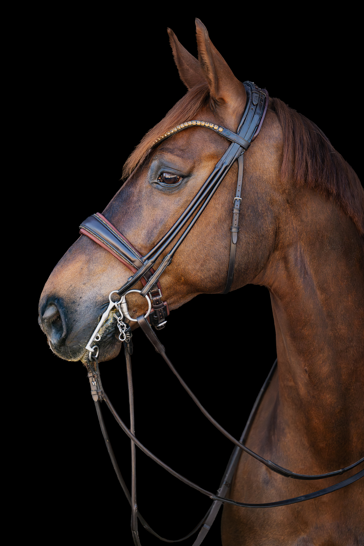 Brown horse wearing a bridle on a black background