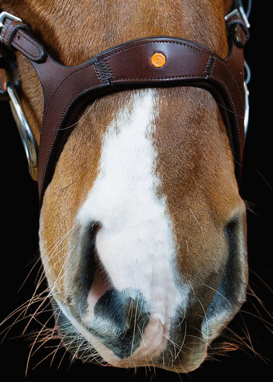Close-up of a horse's face wearing a bridle on a black background