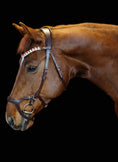 Load image into Gallery viewer, Brown horse wearing a bridle on a black background
