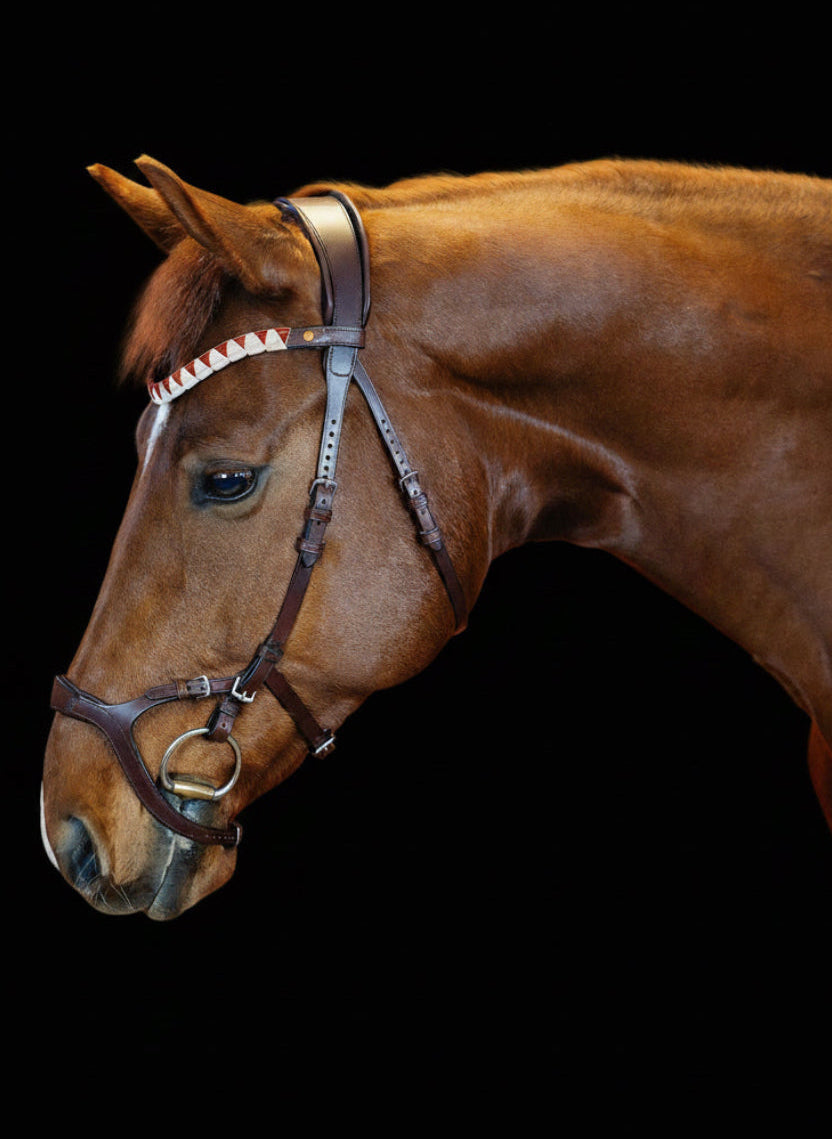 Brown horse wearing a bridle on a black background