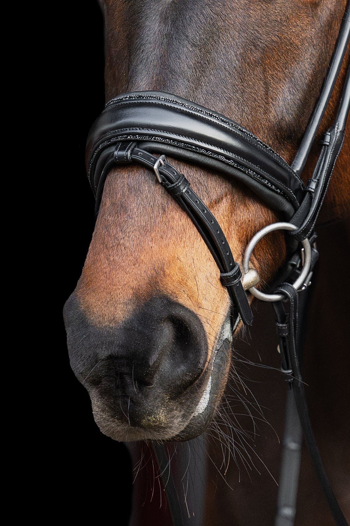 Close-up of a horse's head with a bridle on a black background
