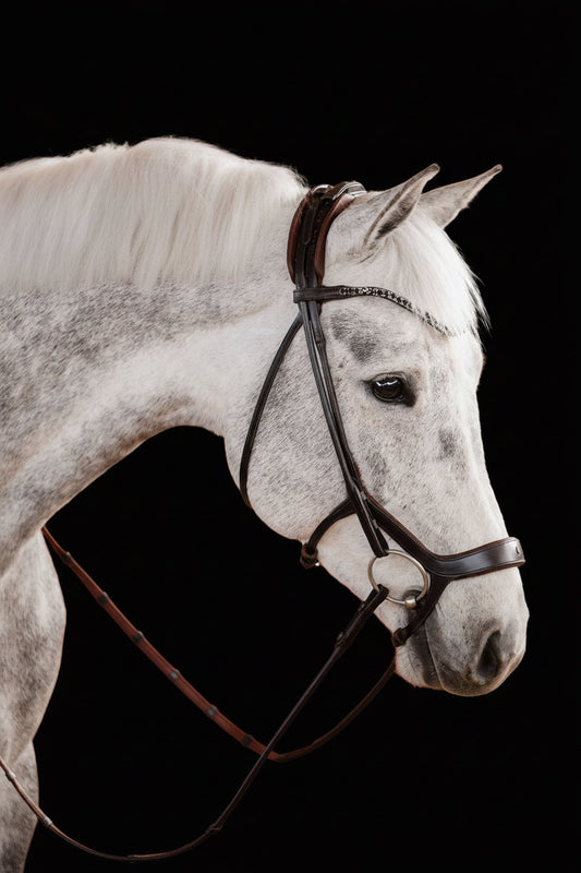 White horse wearing a bridle against a black background