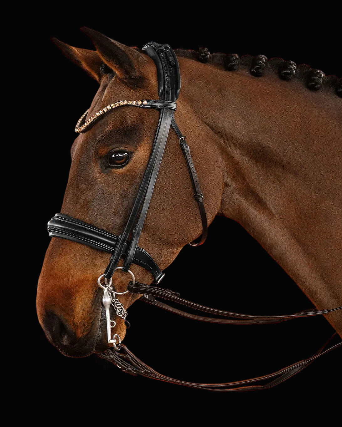 Brown horse wearing a bridle on a black background