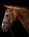 Load image into Gallery viewer, Brown horse wearing a bridle against a black background
