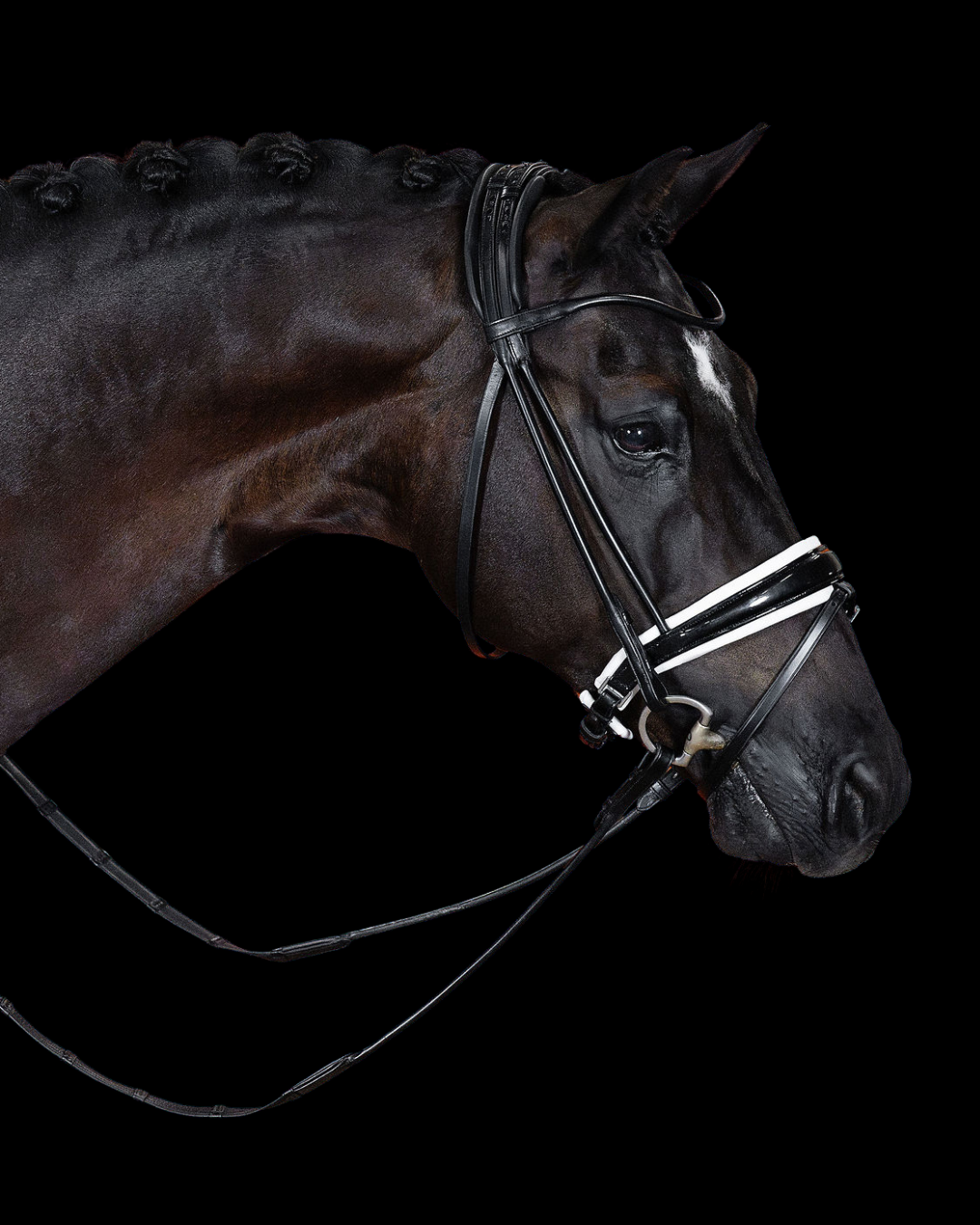 Horse wearing a bridle on a black background