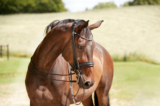 Finesse Cayenne Plane Double Bridle Black/Black - Silver - Lacquer