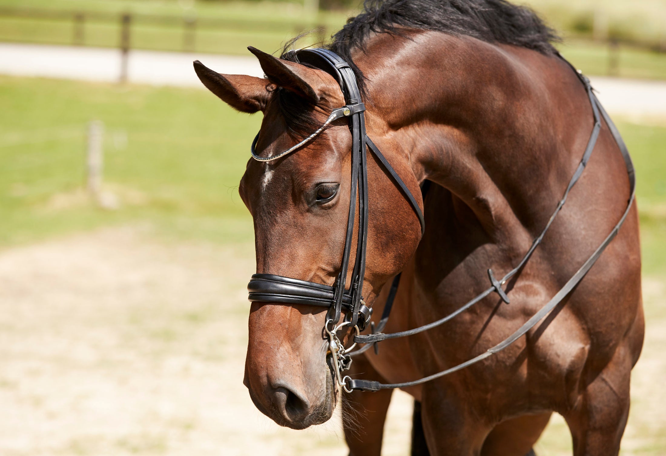 Finesse Cayenne Plane Double Bridle Black/Black - Silver
