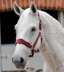 Description:Fleece Padded Horse Head Collar_Color:Burgundy