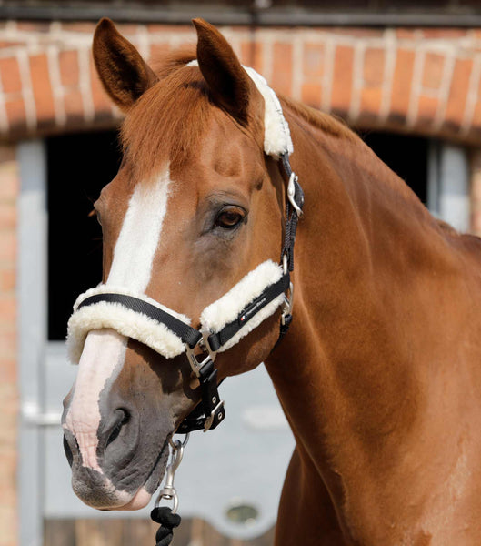 Description:Techno Wool Lined Head Collar_Color:Black