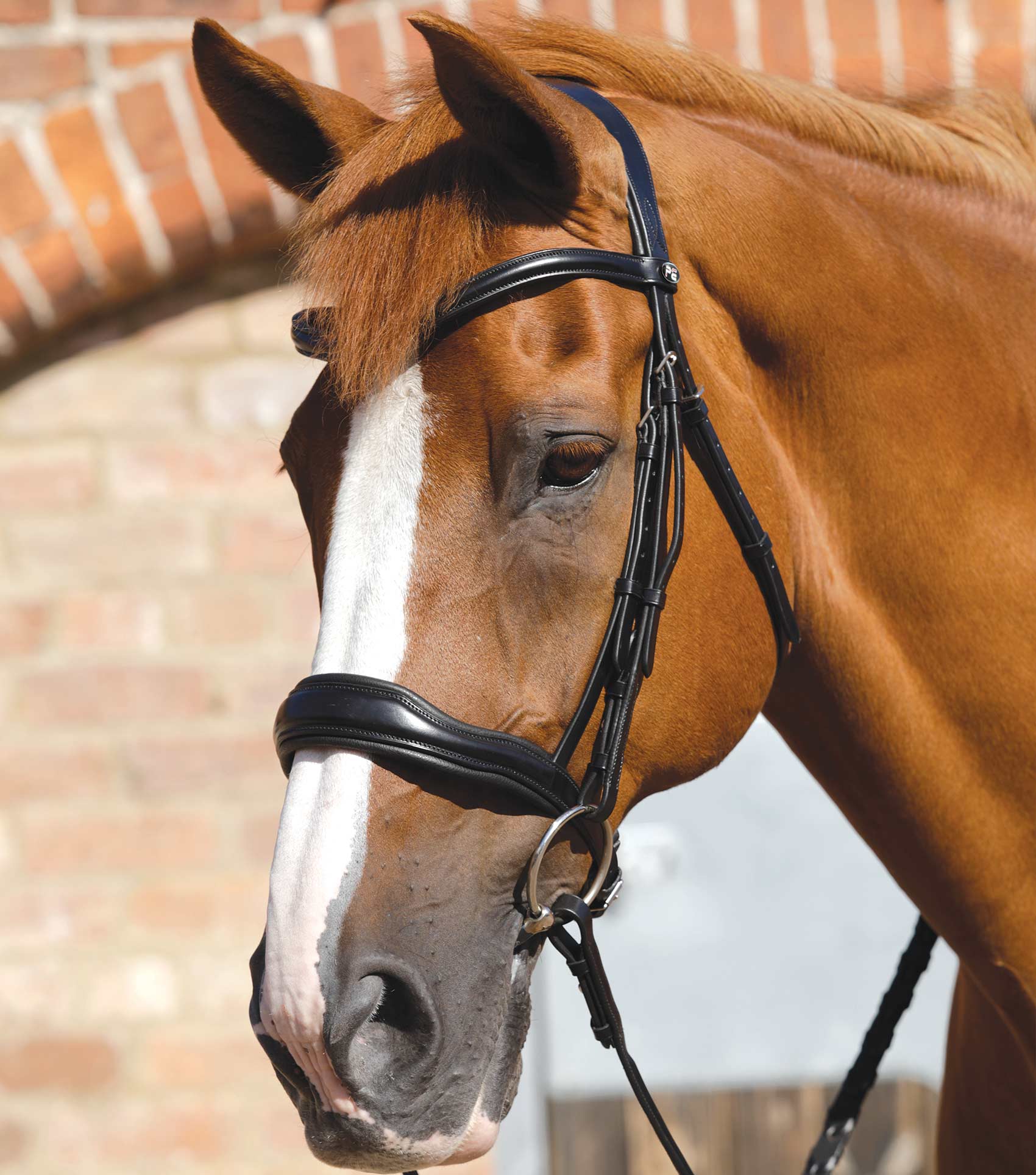 小物 FULL GRAIN BRIDLE / BYRNE FULL GRAIN BRIDLE / BYRNE 小物